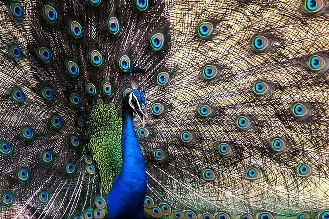 Private Tour from Weligama to Ella with Udawalawe Safari - In-Depth Review of the Weligama to Ella with Udawalawe Safari Tour