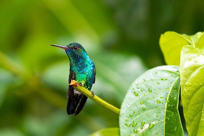 Private Tour Full Island Tobago - FAQ