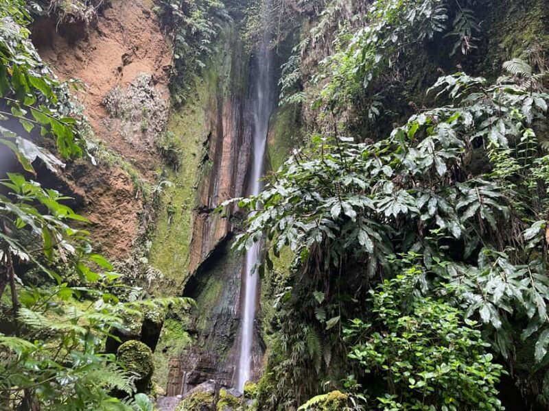 Private Tour Furnas: Furnas Lake Hike & Terra Nostra Park - A Closer Look at the Furnas Private Tour