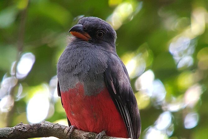 Private Tour Hanging Bridges La Fortuna Waterfall and Volcano - Who Is This Tour Best For?