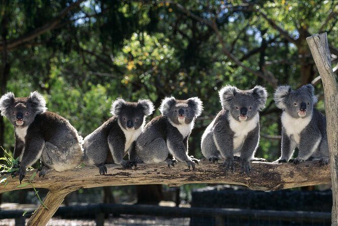 [Private Tour] Healesville Sanctuary Wildlife & Puffing Billy Steam Train - Experience the Best of Victorian Nature with a Private Tour from Melbourne