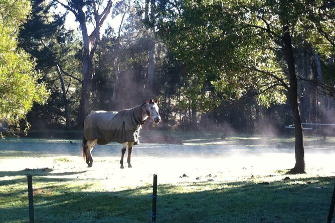 [Private Tour] Healesville Sanctuary Wildlife & Puffing Billy Steam Train - FAQs