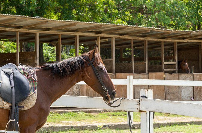 Private Tour Horseback Riding and Beach in St Lucia - Who Should Consider This Tour?
