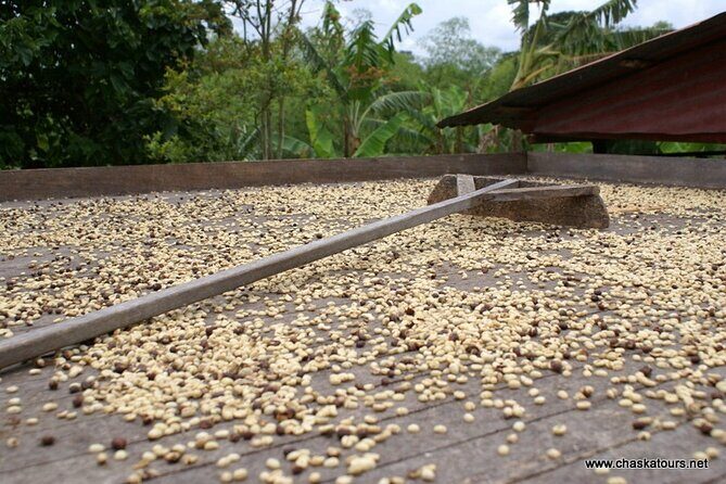 Private Tour in an Authentic, Ecological Local Coffee Finca. - Final Thoughts