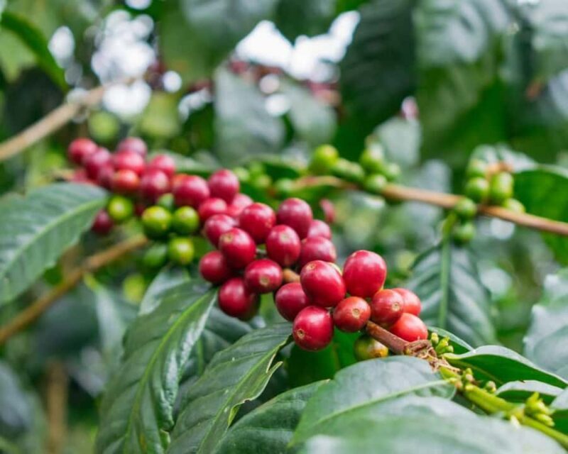 Private Tour in an Authentic, Ecological Local Coffee Finca - Private Tour in an Authentic, Ecological Local Coffee Finca