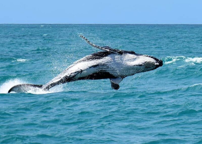 Private Tour in Cabo Frio: Paradise Beaches and Culture - Who Should Take This Tour?