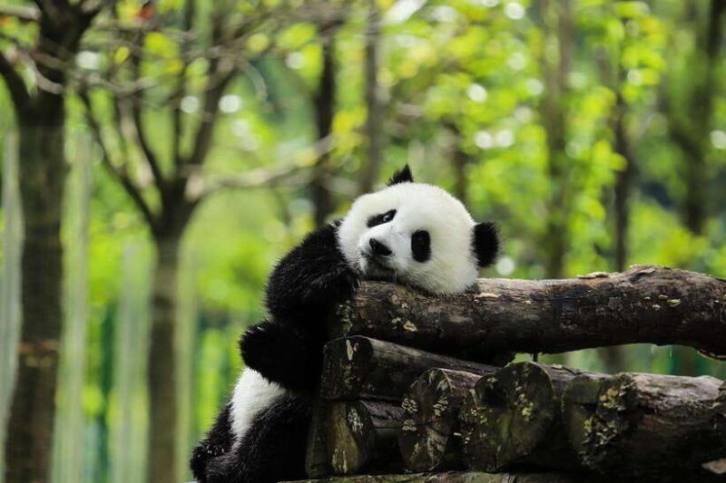 Private tour in Chengdu Panda Base and Leshan Giant Buddha - Discover Chengdu’s Best in One Day: Pandas and the Giant Buddha