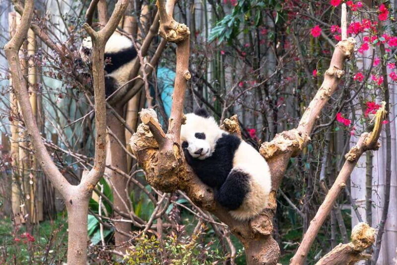 Private tour in Chengdu Panda Base and Leshan Giant Buddha - What’s Included and What’s Not