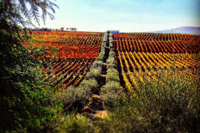 Private Tour in Douro - Why This Tour Offers Great Value