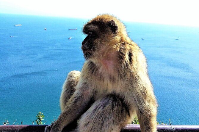Private Tour in Gibraltar & Mijas from Marbella and Estepona - An In-Depth Look at the Gibraltar & Mijas Tour