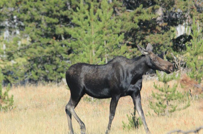 Private Tour in Grand Teton National Park and Yellowstone Lower Loop - 6 Practical Questions You Might Have