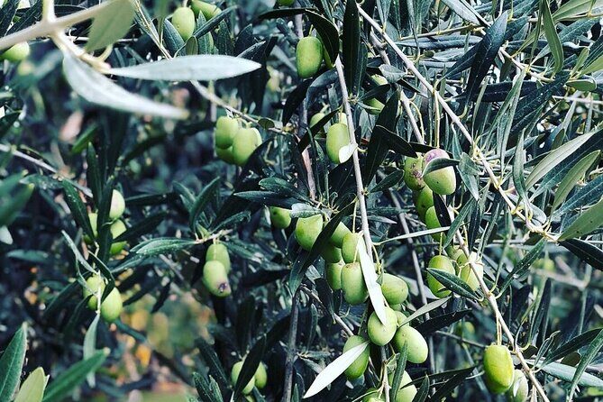 Private tour in Maipú - Key Points