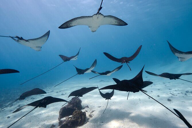 Private tour in Moorea by boat, visit and snorkeling - Experience the Best of Moorea with a Private Boat and Snorkeling Tour