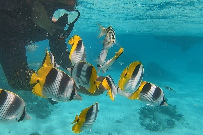 Private tour in Moorea by boat, visit and snorkeling - Detailed Itinerary Breakdown