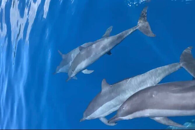 Private tour in Moorea by boat, visit and snorkeling - Authenticity and Value