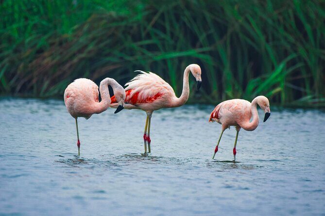 Private Tour in Pachacamac Temple and Pantanos de Villa Reserve - A Closer Look at the Tour Experience