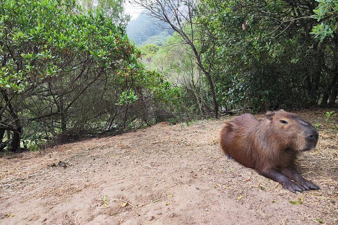 Private Tour in Piriapolis with a Local - Urban Heart Tours - Who Should Consider This Tour?