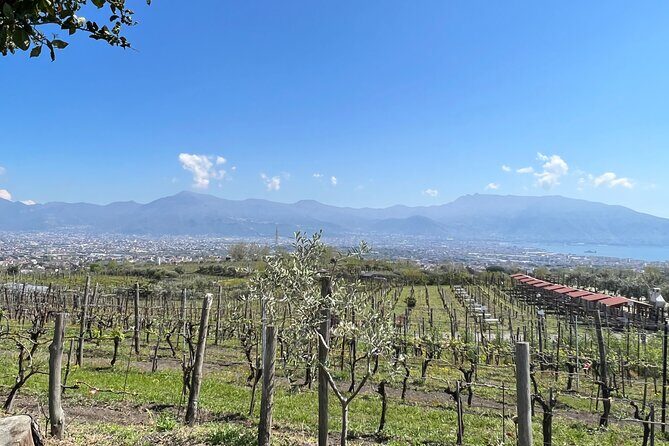 Private Tour in Pompeii Ruins and Pompeii City Center Winery - Frequently Asked Questions