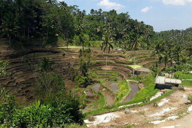 Private tour in Ubud country side - Key Points