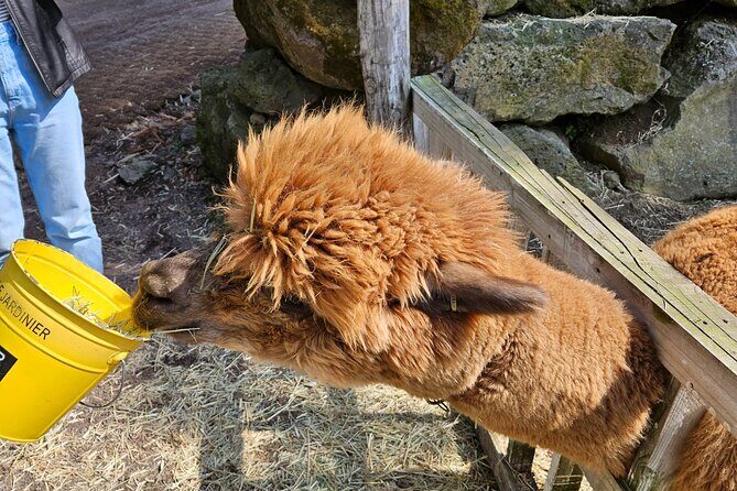 Private Tour in West Jeju Island with Transfer - A Deep Dive into the West Jeju Tour