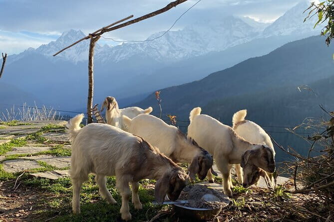 Private Tour Local Culture and The View of Mohare Danda - A Deep Dive into the Journey: What to Expect