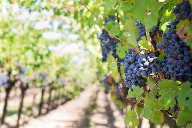 Private Tour & Lunch Of Underground Winery & Countryside Estate - Key Points