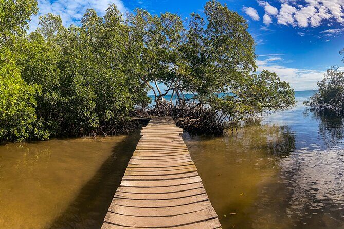Private Tour Magic Mangrove Paddle in Beef Island Lagoon - Exploring the Magic of Beef Island Lagoon and Beyond