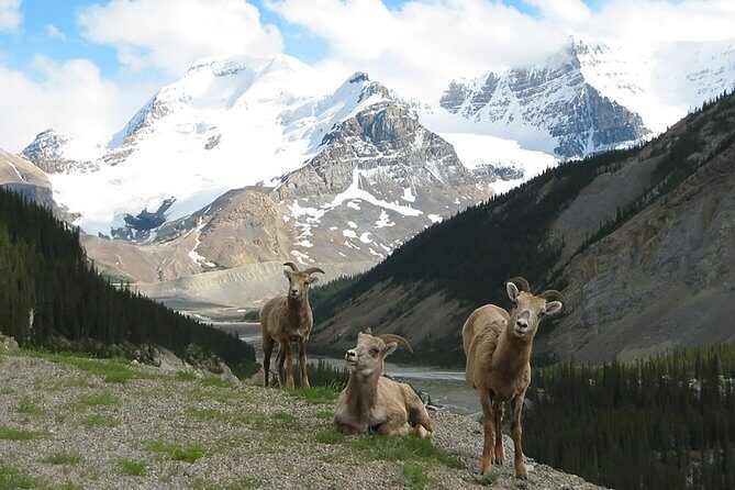 Private Tour: Majestic Mountains PHOTO SAFARI Drive - 4H - A Wildlife Photo Safari in Alberta’s Rocky Mountains: What to Expect