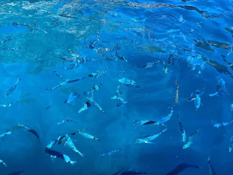 Private Tour: Mamma Mia, Blue Cave and Hvar - 5 Islands Tour - FAQ