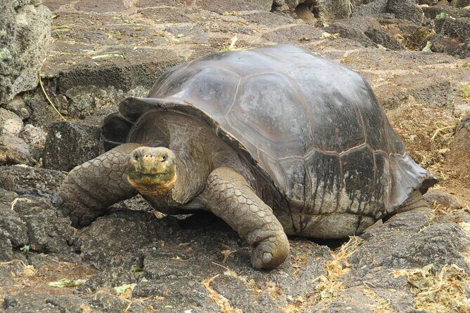 Private Tour Matura Turtle Watching - Private Tour Matura Turtle Watching: An Authentic Trinidad Experience