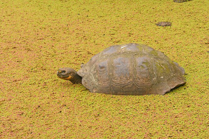 Private Tour Matura Turtle Watching - Who Should Consider This Tour?