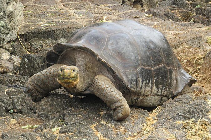 Private Tour Matura Turtle Watching - Frequently Asked Questions