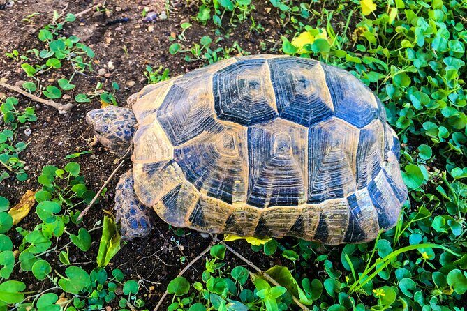 Private Tour Matura Turtle Watching - Final Thoughts