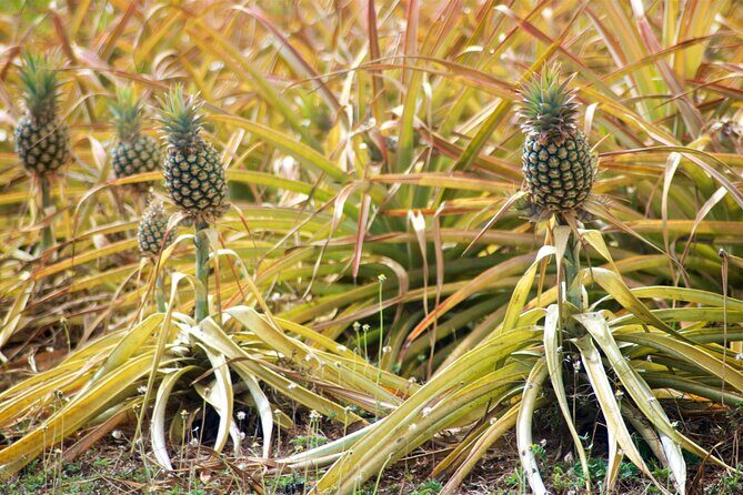 Private Tour Maui Pineapple Farm in Haliimaile - A Closer Look at the Private Maui Pineapple Farm Tour