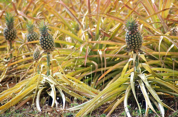 Private Tour Maui Pineapple Farm in Haliimaile - Final Thoughts