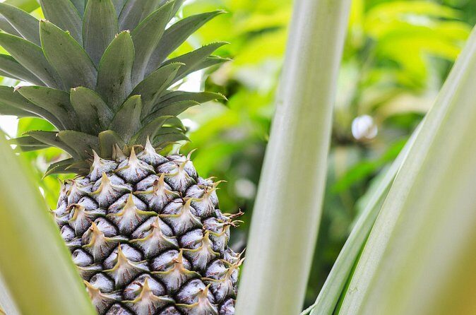 Private Tour Maui Pineapple Farm in Haliimaile - FAQ