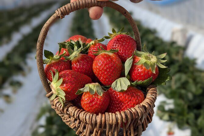 Private tour Meet the Sheep of Aso and pick Aso strawberries - Key Points