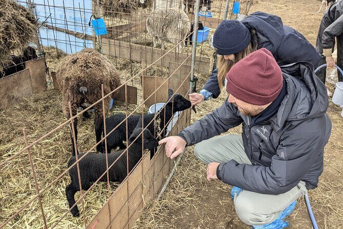 Private tour Meet the Sheep of Aso and pick Aso strawberries - Who Will Enjoy This Experience?