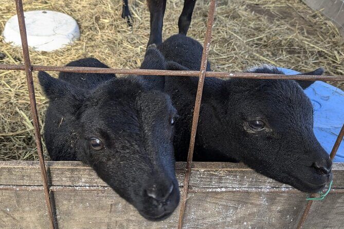 Private tour Meet the Sheep of Aso and pick Aso strawberries - FAQs