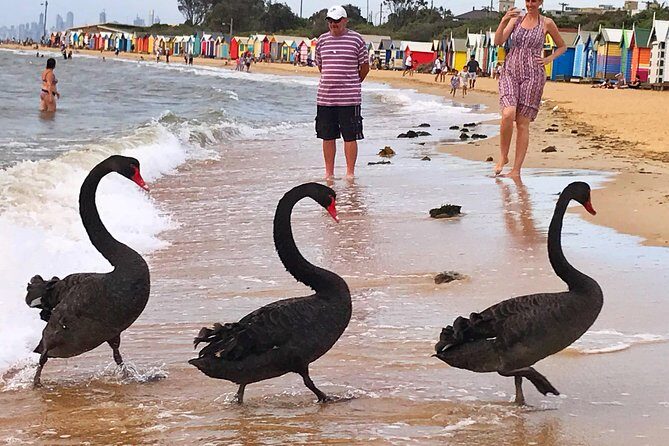 [PRIVATE TOUR] Melbourne City And Bayside Beach Tour - Key Points