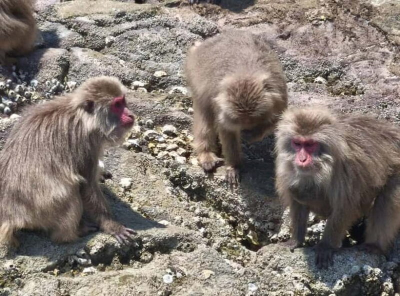 Private tour : Monkey Cruise & Explore Samurai Culture - Discover Japan’s Wild Side and Samurai Heritage in Kyushu