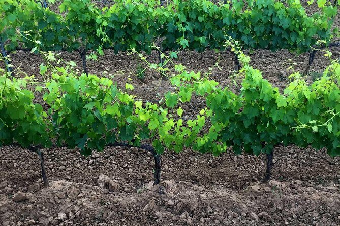 Private Tour: Montalcino Wine Tasting Experience - The Sum Up