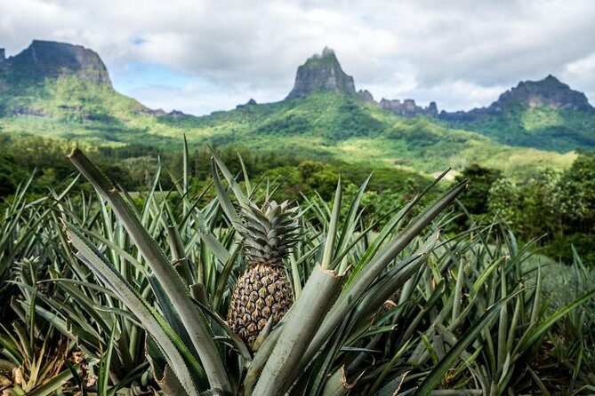 Private Tour Moorea 4WD - Belvedere Pineapple Farm, Magic Mount. - Exploring Moorea in Comfort and Style: The Open-Sided 4WD Experience