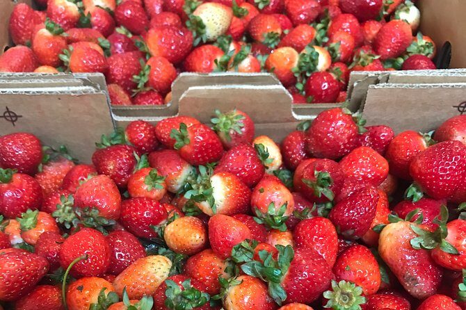 [Private Tour] Mornington Peninsula Family, Maze and Fun! - Key Points