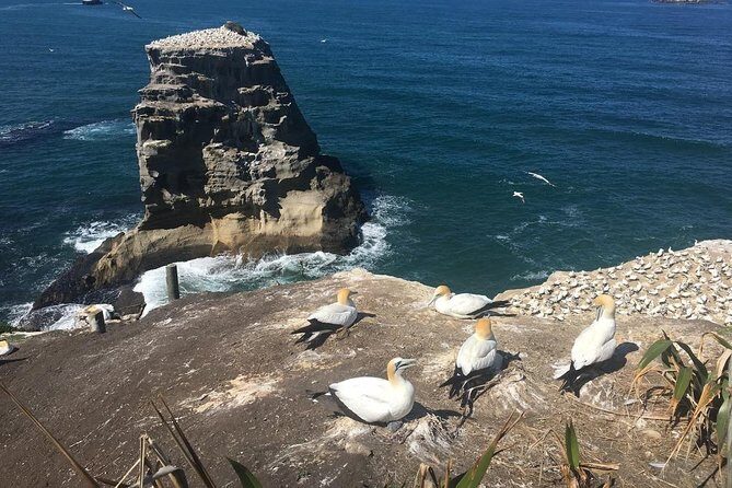 Private Tour - Muriwai Beach & Wine Tasting - FAQ