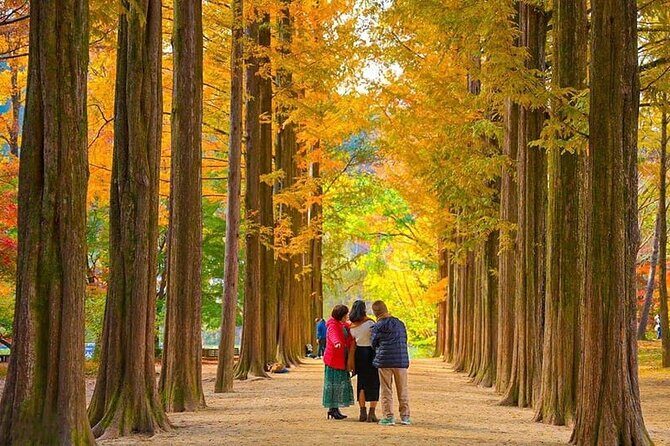 [Private Tour] Nami Island+Morning calm Garden+Petite France - Key Points