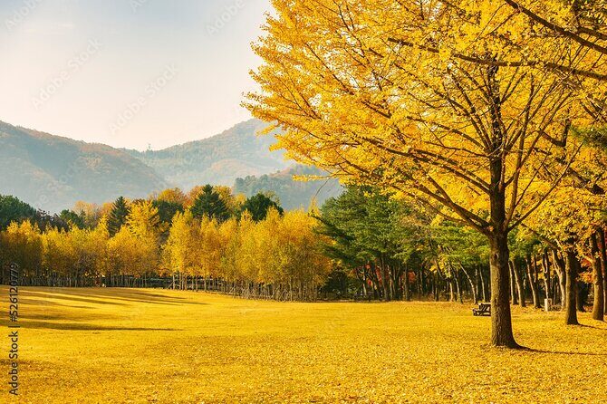 [Private Tour] Nami Island+Morning calm Garden+Petite France - A Detailed Look at the Itinerary