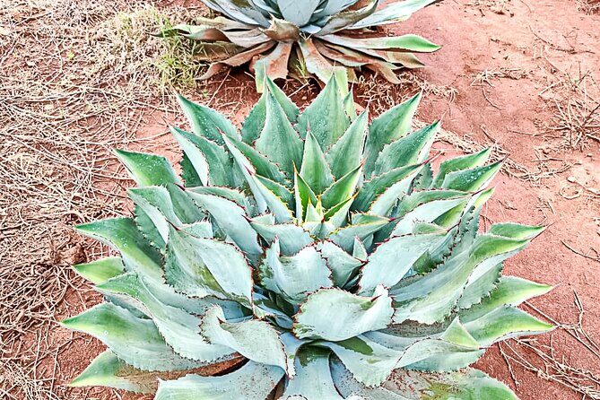 Private Tour New Raicilla Route to Mascota from Puerto Vallarta - Exploring the Full Day of the Raicilla Route