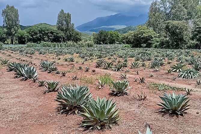 Private Tour New Raicilla Route to Mascota from Puerto Vallarta - Return to Puerto Vallarta