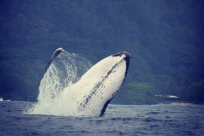 Private tour observing and swimming with humpback whales in Moorea - Private Tour Observing and Swimming with Humpback Whales in Moorea